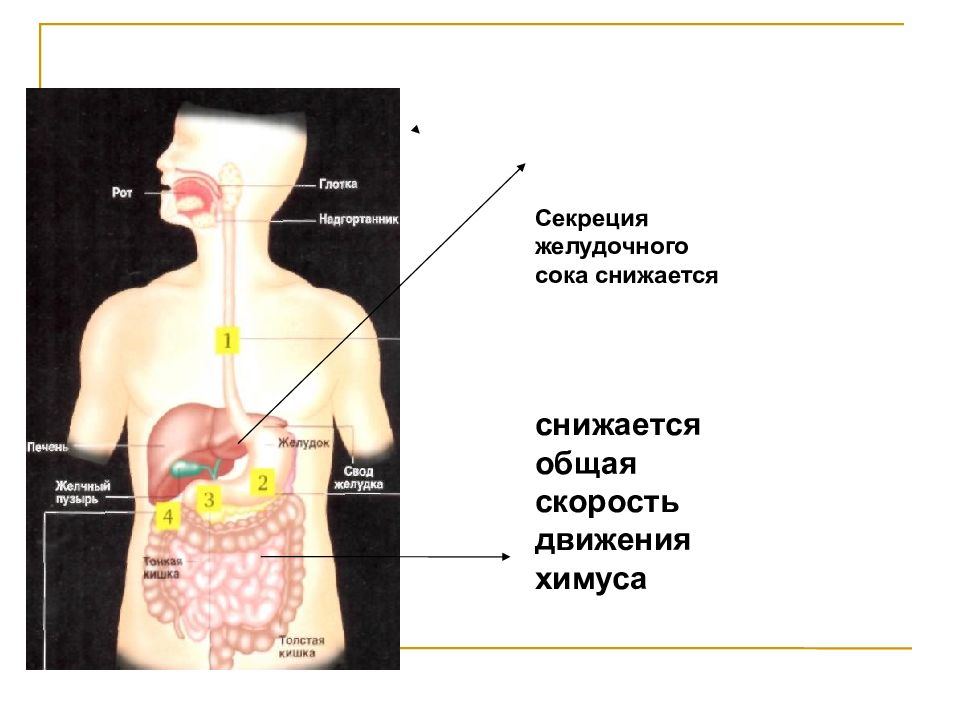 Секреция пищеварительных. Секреция пищеварительных желез. Схема кишечной фазы регуляции желудочной секреции. Кишечная фаза регуляции желудка. Фазы секреции пищеварения в желудке.