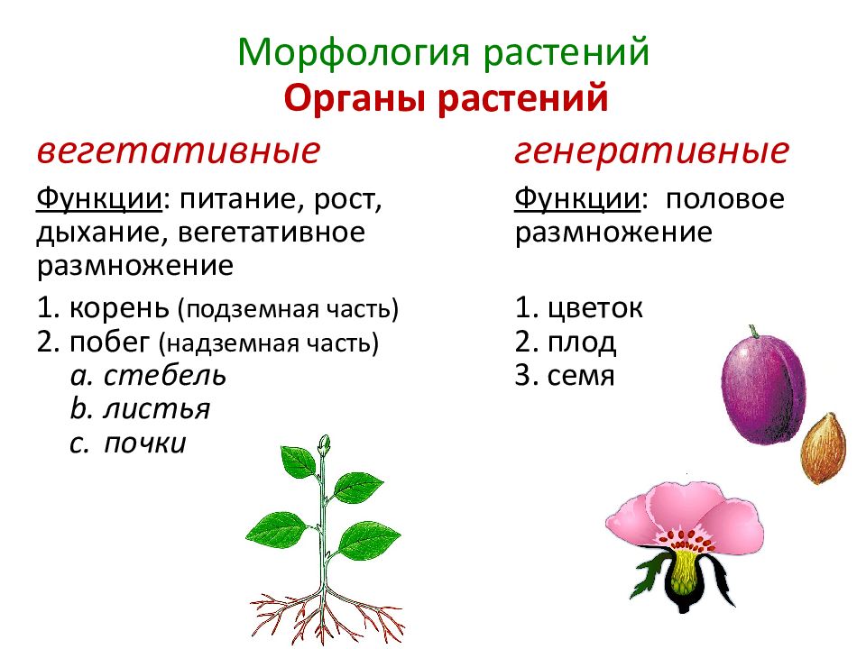 Биология 6 класс презентация органы растений