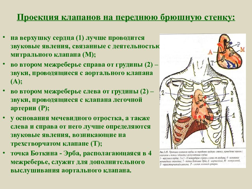 Верхушка сердца. Проекция клапанов. Точки проекции клапанов сердца. Проекция клапанов сердца на грудную клетку. Проекция клапанов сердца на переднюю грудную стенку.