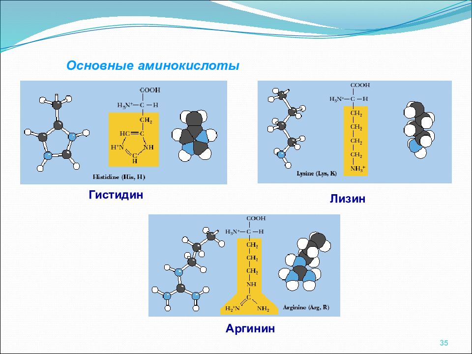 Презентация по теме аминокислоты