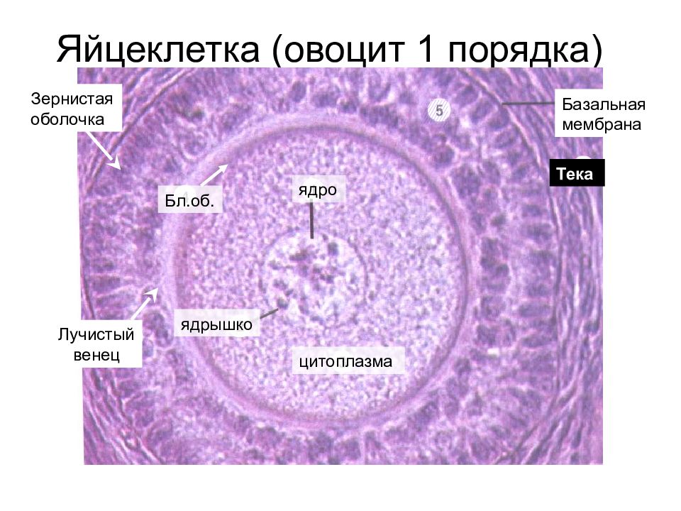 1 яйцеклетка