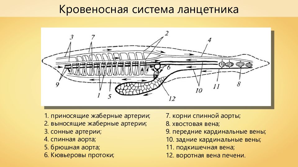 Какая кровь у хордовых. Схема строения кровеносной системы ланцетника. Тип кровеносной системы у ланцетника. Система кровообращения ланцетника. Кровеносная система ланцетника 7 класс.