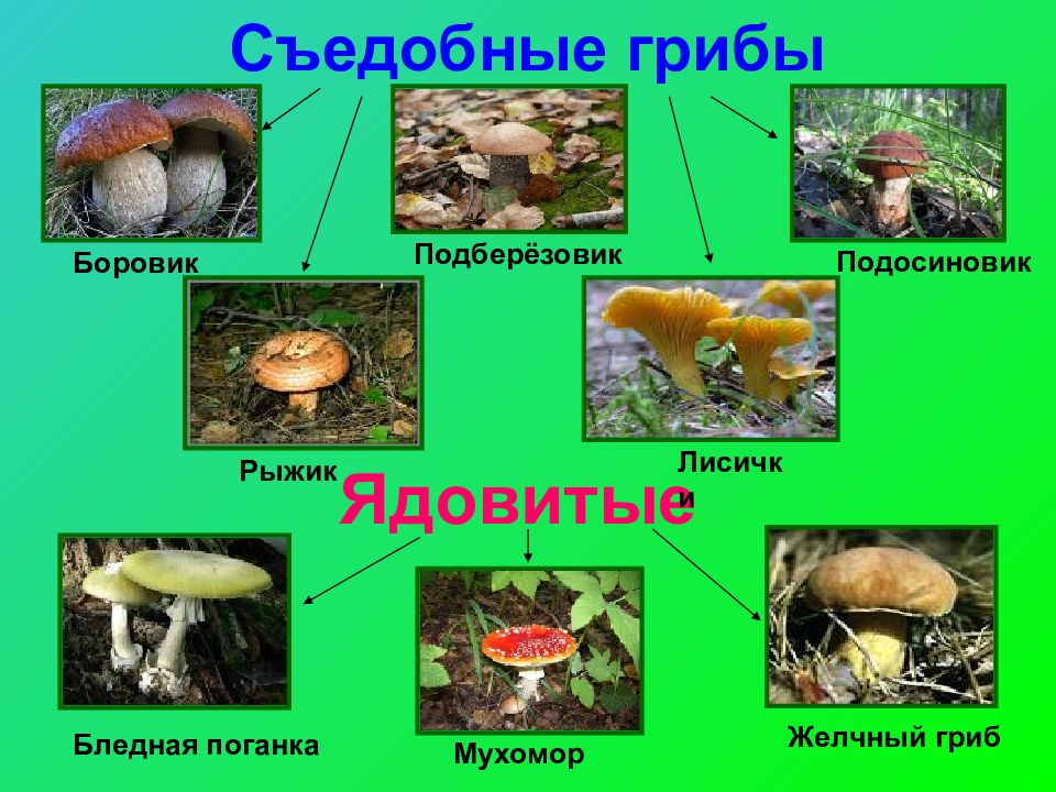 Презентация лесные опасности