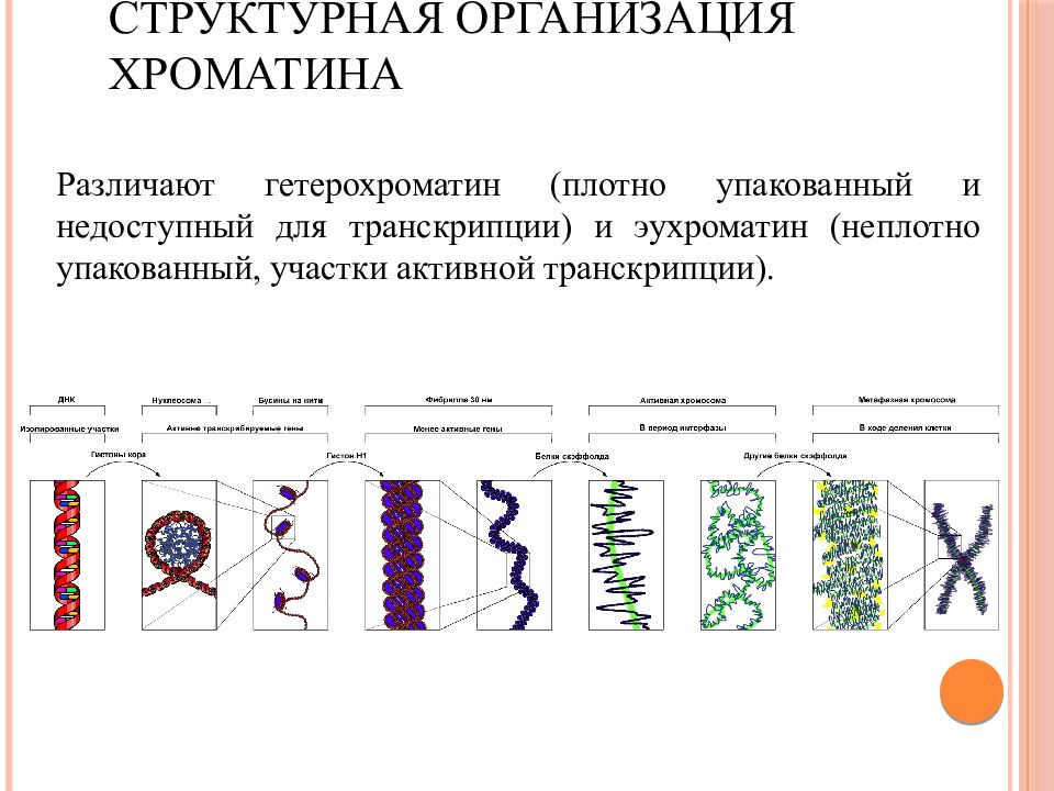 Образование хроматина. Организация хроматина у эукариот. Уровни структурной организации хроматина хромосом. Уровни организации интерфазного хроматина. Схема компактизации хроматина.