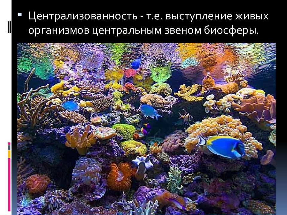 Какие организмы живут в аквариуме 5 класс. Живые морские организмы. Разнообразие морских организмов. Живые организмы в океане. Организмы в морях и океанах.