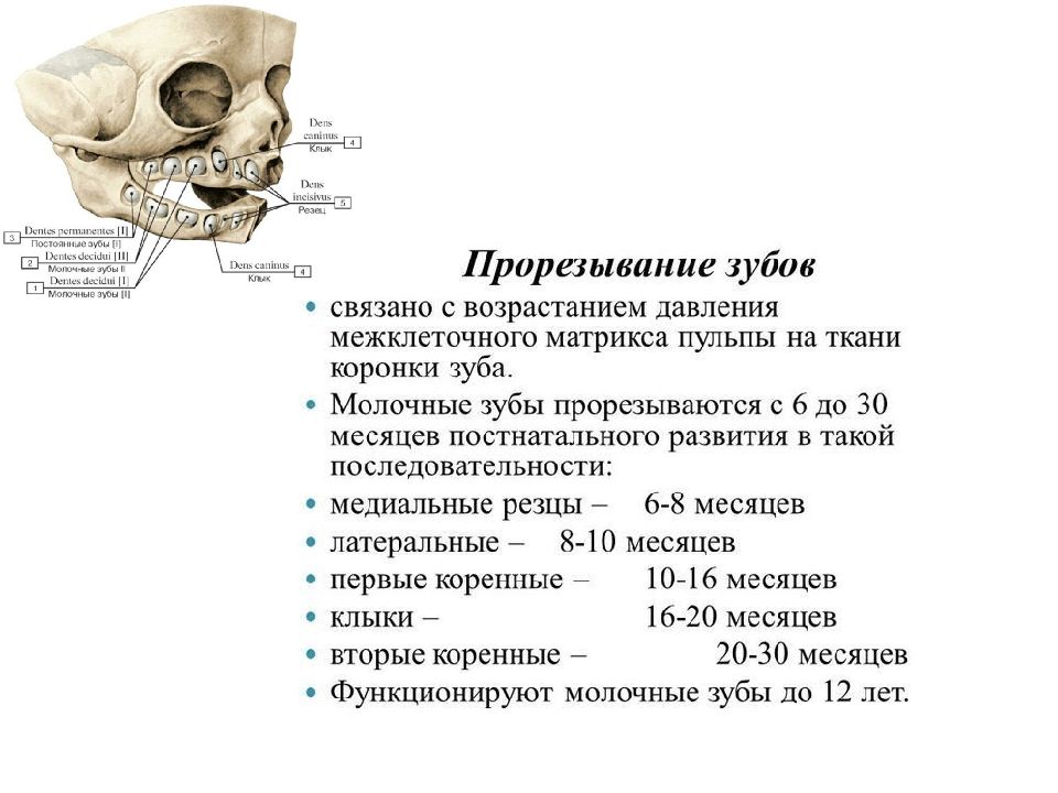 Клиническая анатомия зубов презентация