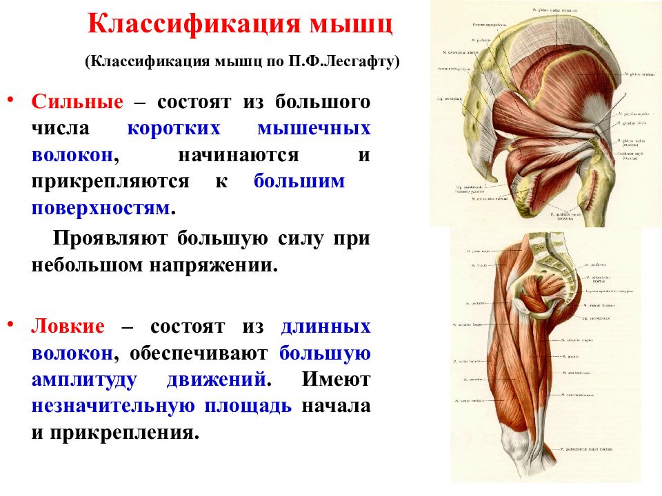 Классификация мышц. Классификация мышц по отношению к суставам. Односуставные мышцы. Односуставные двусуставные и многосуставные мышцы. Классификация мышц по развитию.