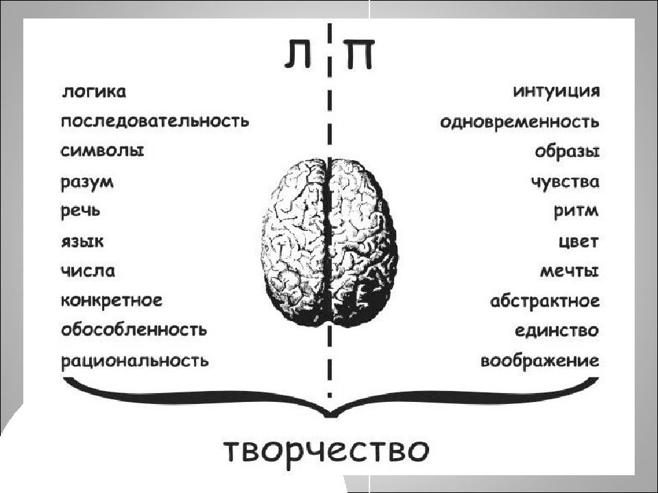 Левое и правое полушарие презентация