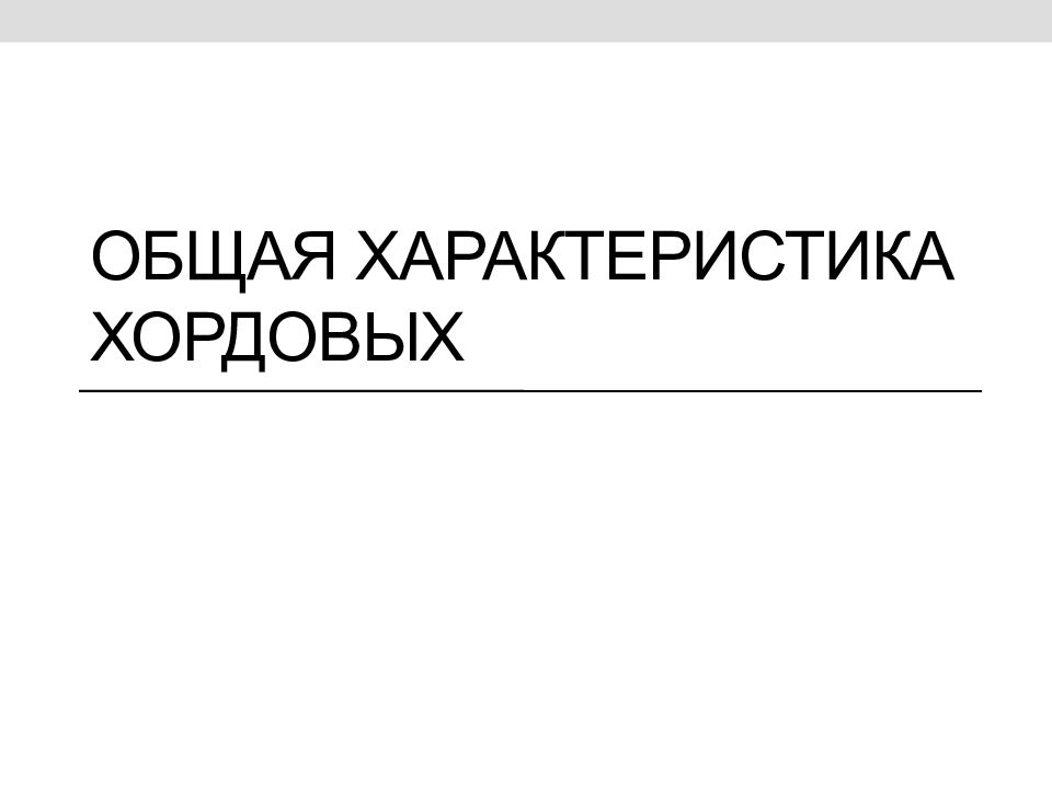 Общая характеристика хордовых