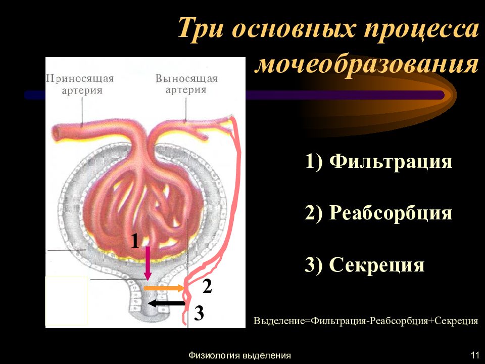 Изобразите схематично этапы образования мочи. 2. Процесс мочеобразования: фильтрация, реабсорбция, секреция. Физиология мочеобразования и мочевыделения. Процесс мочеобразования. Физиология процессов мочеобразования и мочевыделения.