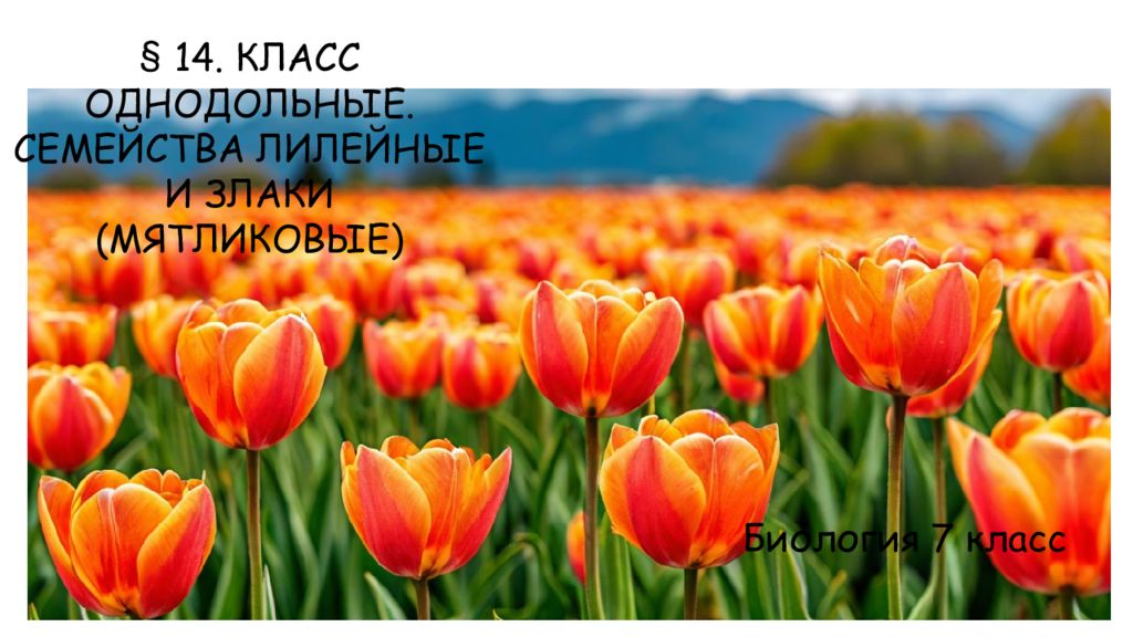 14. КЛАСС ОДНОДОЛЬНЫЕ. СЕМЕЙСТВА ЛИЛЕЙНЫЕ И ЗЛАКИ (МЯТЛИКОВЫЕ) Биология 7