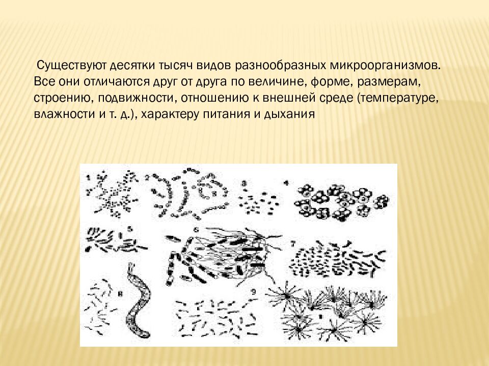 презентация: Тема: «ВИДЫ БАКТЕРИЙ»