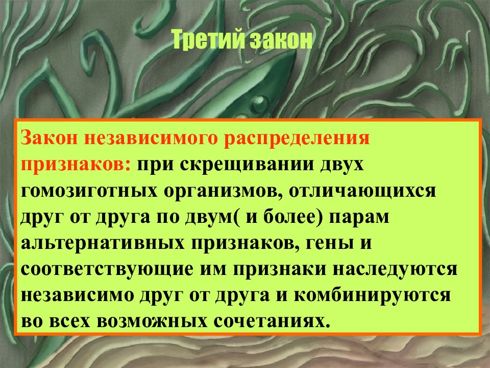 Закон независимого распределения. Закон независимого распределения признаков. Независимое распределение генов. Независимое распределение признаков.