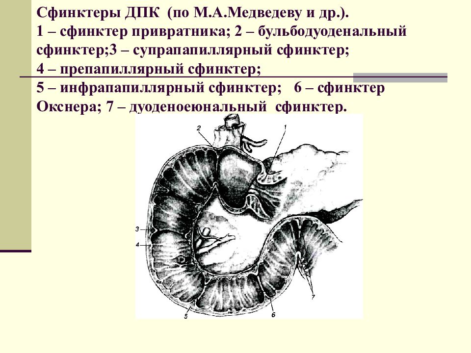 Виды сфинктеров. Сфинктеры двенадцатиперстной кишки. Бульбодуоденальный сфинктер. Сфинктеры пищеварительной трубки.