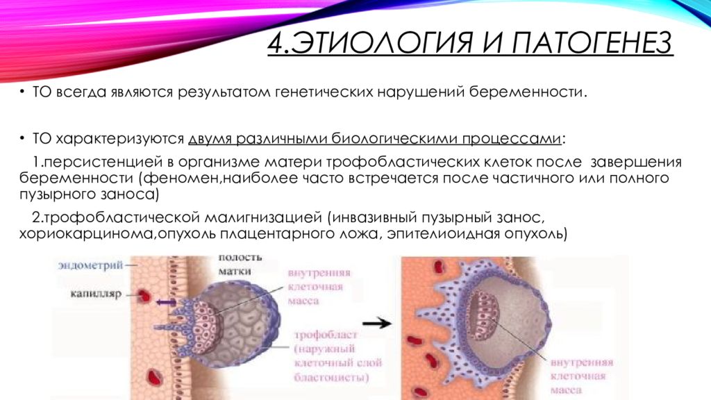 Трофобластическая болезнь презентация