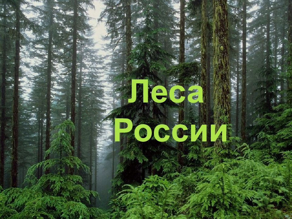 Окружающий мир 4 класс тема лес. Леса России презентация. Проект леса России. Презентация на тему леса России. Презентация о лесе 4 класс.