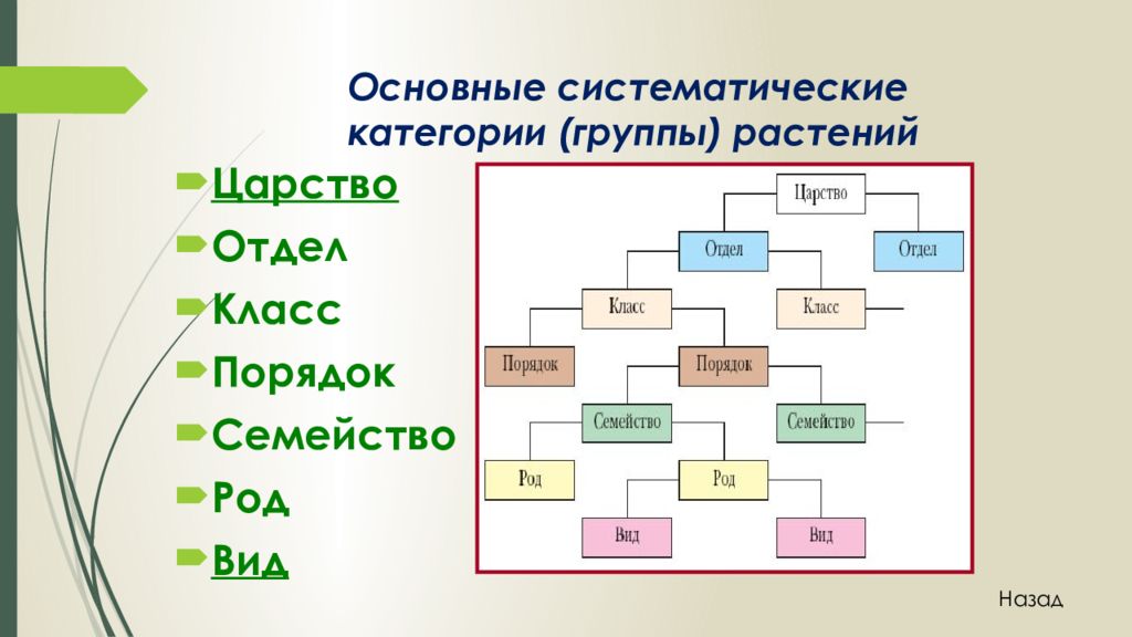 Женьшень царство отдел род вид