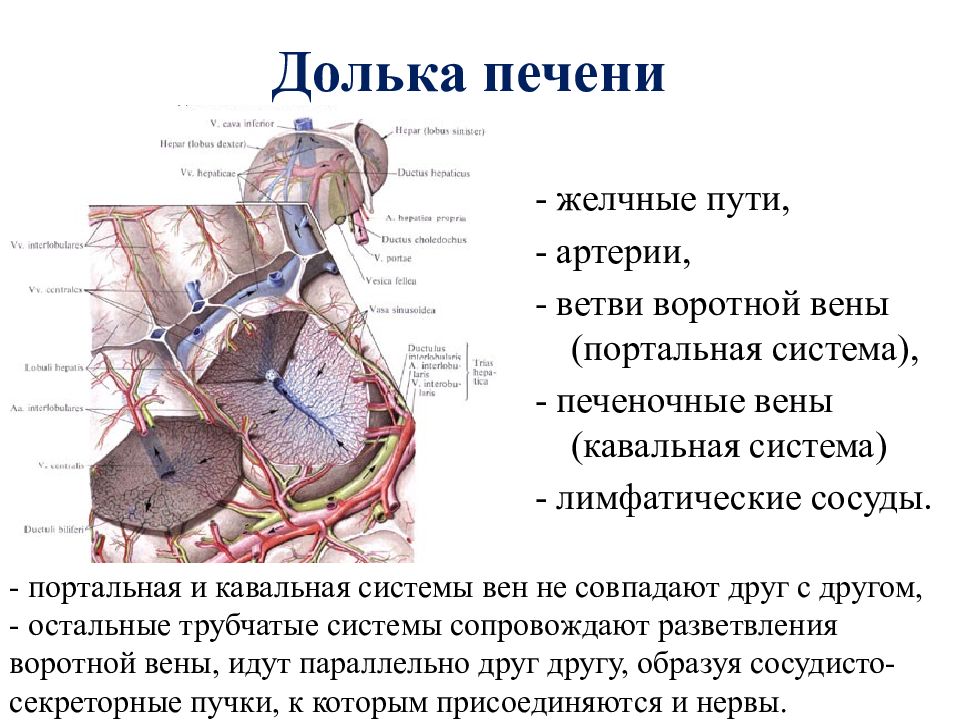 Долька печени схема