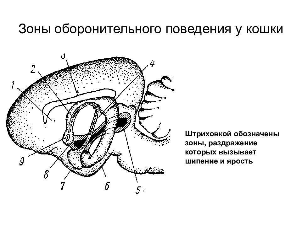 Зона поведение. Оборонительное поведение физиология. Оборонительные реакции животных. Оборонительное поведение анатомия. Оборонительное поведение это в биологии.