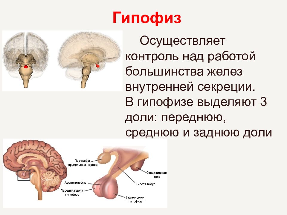 Гипофиз характеристика. Гипофиз железа внутренней секреции. Гипофиз головного мозга. Функции гипофиза железы внутренней секреции. Гипофиз это железа.