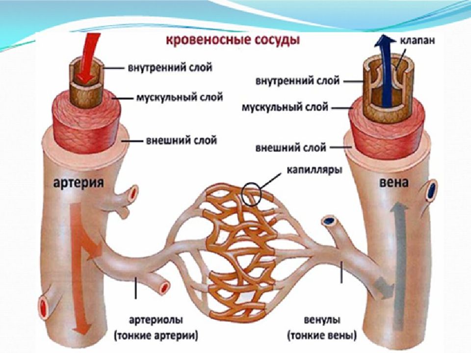 Артерии вены капилляры слои. Поперечное сечение кровеносных сосудов. Строение сосудов. Строение артерий вен и капилляров. Слой кровеносных сосудов.