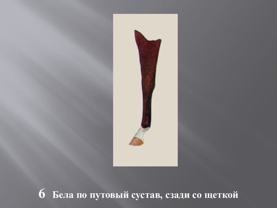 Масти и отметины у лошадей