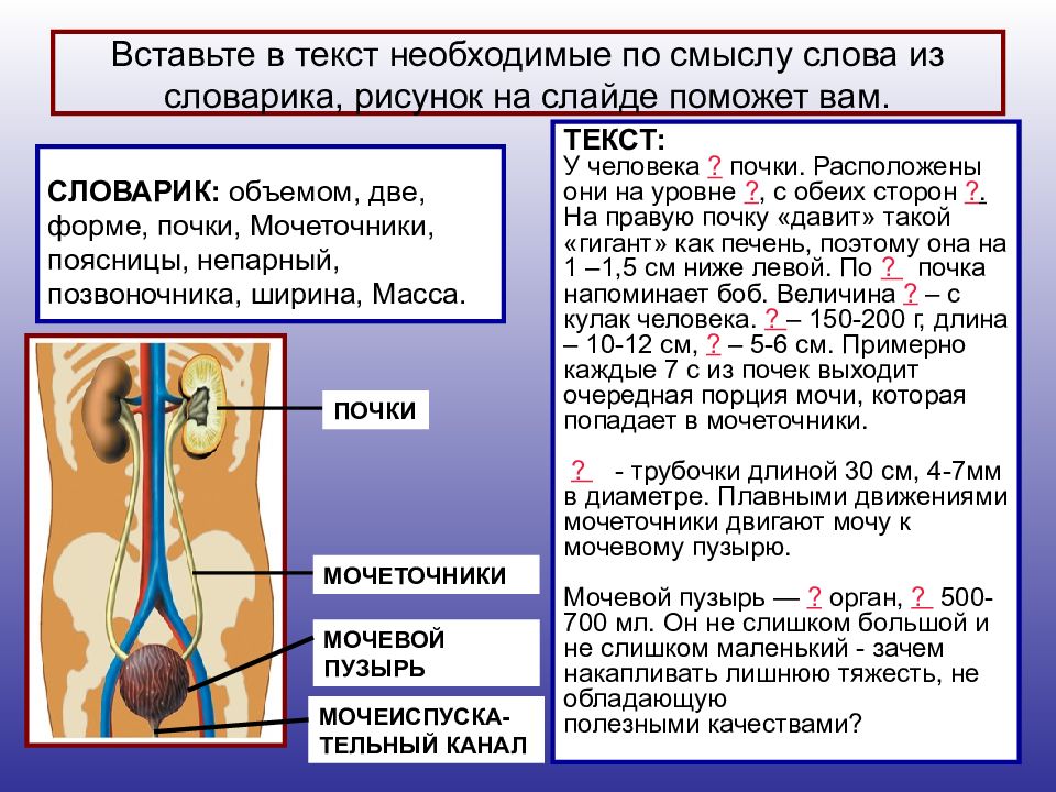 Презентация на тему мочевыделительная система