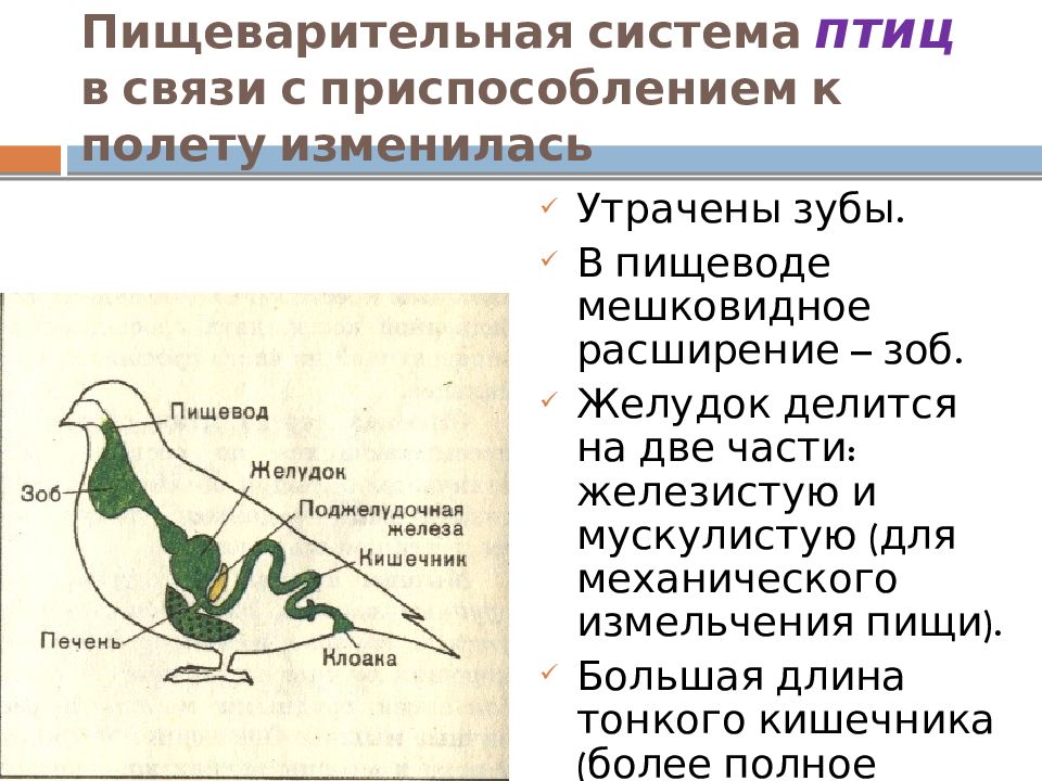 Пищеварительная система птиц