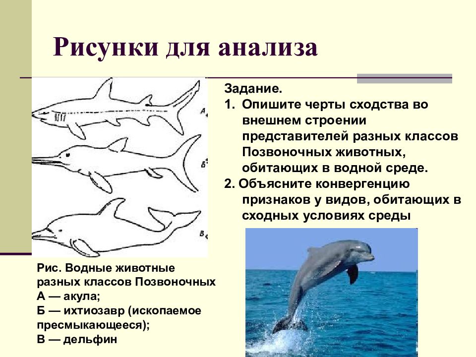 Охарактеризуйте особенности внешнего строения. Млекопитающие животные обитающие в водной среде. Строение водных животных. Животные обитающие в водной среде рисунки. Водные млекопитающие среда жизни.