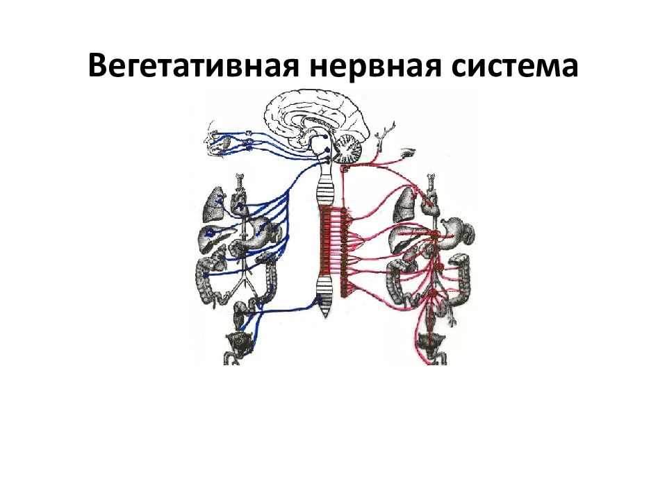 Вегетативная нервная система