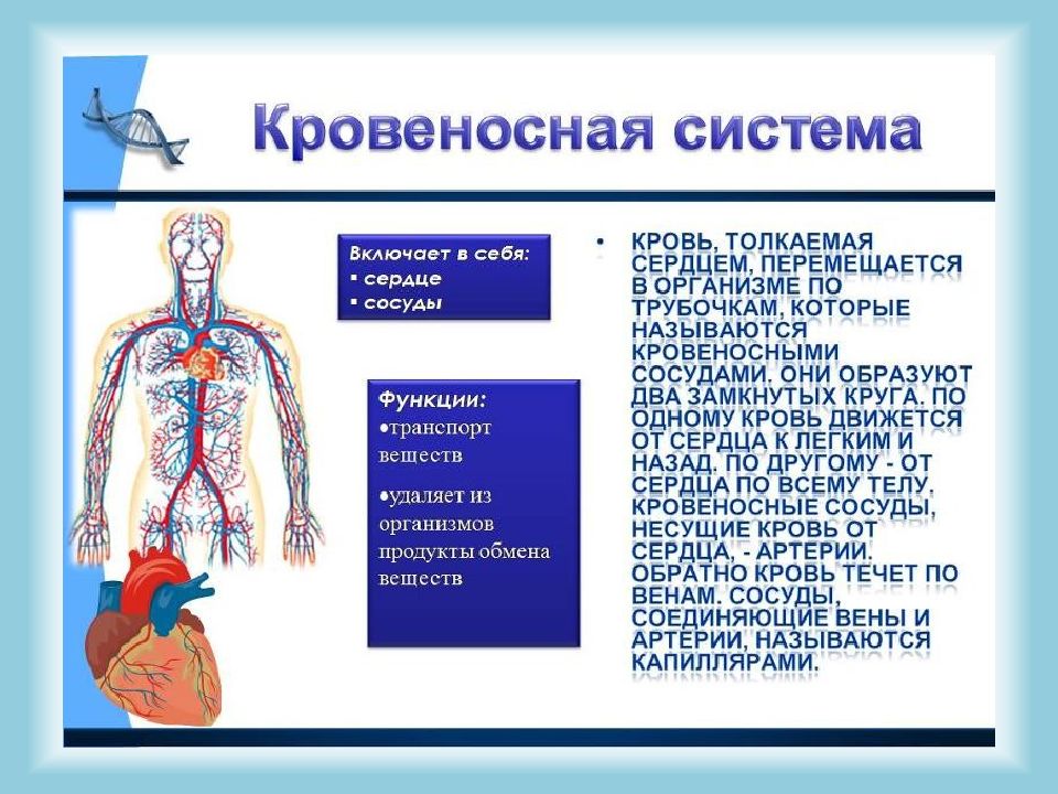 Кровеносная система человека презентация