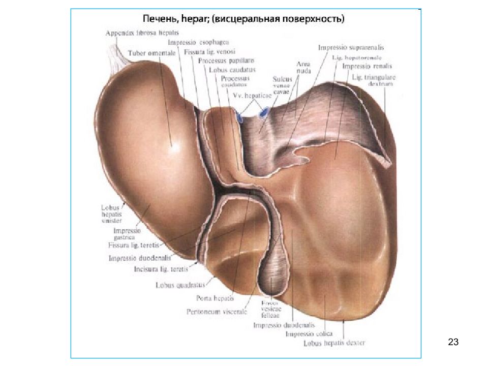 Полой вены латынь. Борозды висцеральной поверхности печени. Висцеральная поверхность печени анатомия. Печеночно почечная связка печени. Печень анатомия строение Синельников.