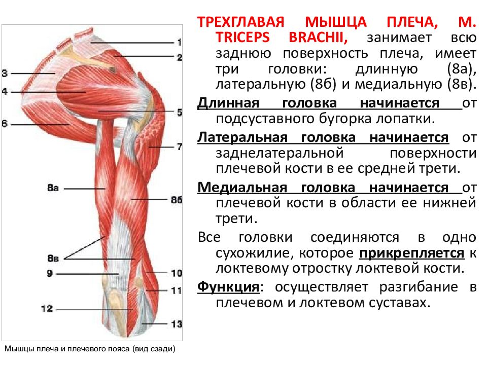 Мышцы рук и ног. Мышцы верхних конечностей анатомия кратко. Мышцы свободной верхней конечности анатомия строение. Мышцы верхней конечности сзади. Мышцы верхней конечности вид спереди.