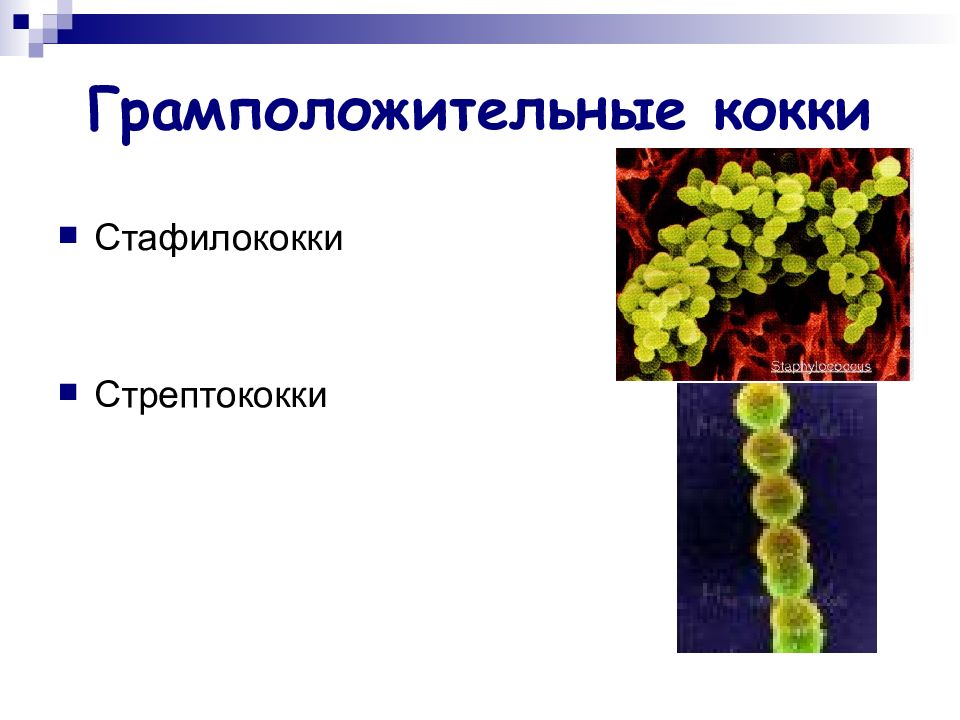 Стафилококки микробиология презентация