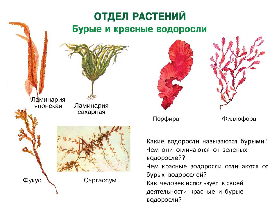 Рассмотрите схему отражающую развитие растительного мира зеленые водоросли красные водоросли бурые