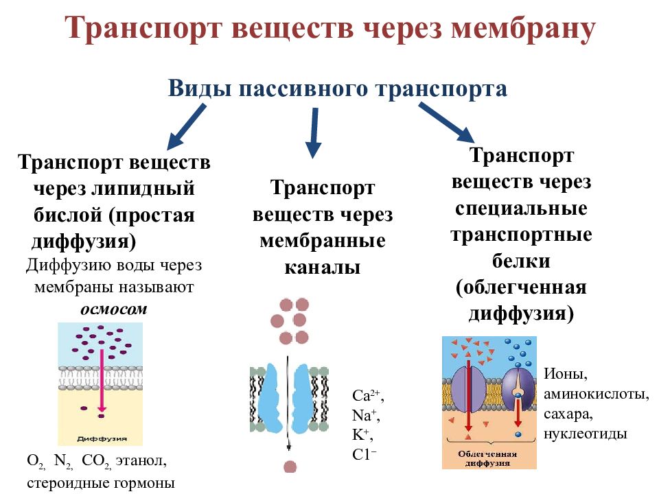 Транспорт веществ это в биологии