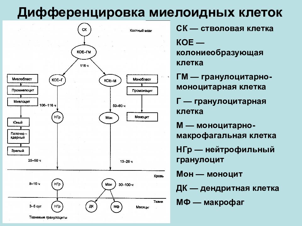 Дифференцировка клеток. Дифференцировка клеток таблица. Дифференцировка миелоидных клеток. Дифференцировка стволовых клеток. Дифференцировка стволовой клетки.