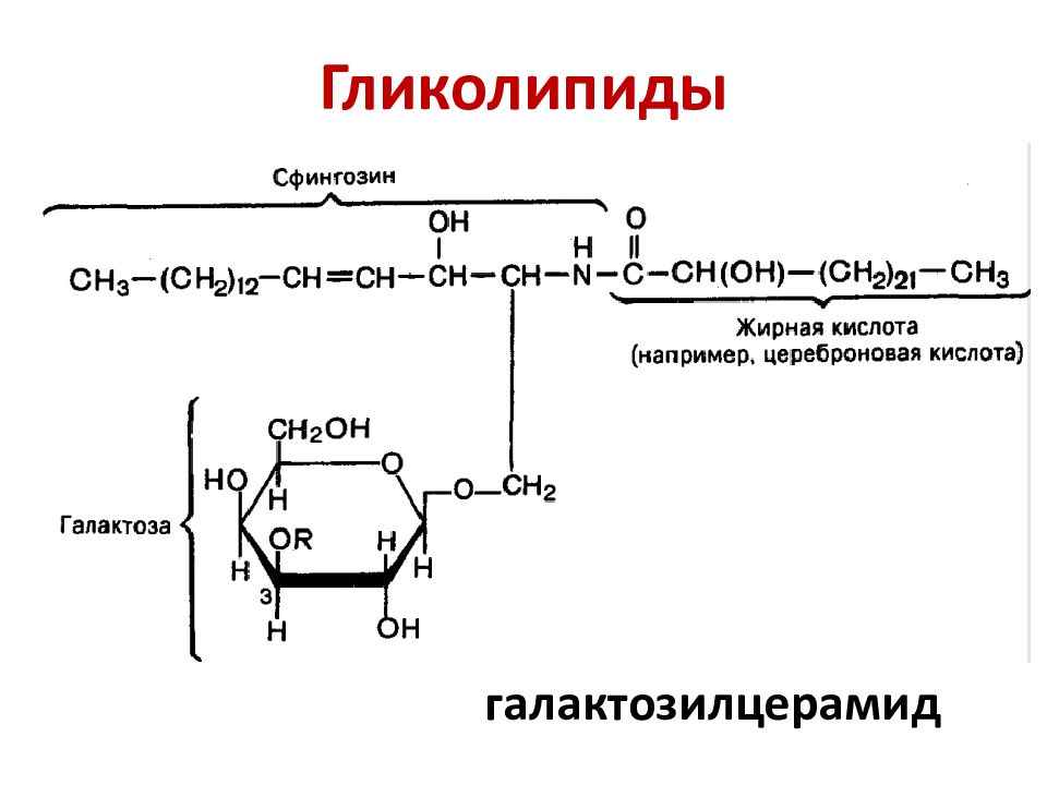 Гликолипиды. Гликолипиды биохимия. Гликолипиды схема. Гликолипиды схема строения. Гликосфинголипиды.