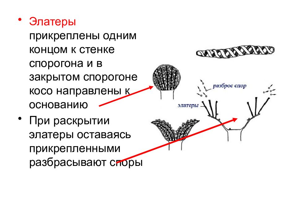 Споры имеют. Элатеры печеночников. Споры хвоща с элатерами. Элатеры у хвощей. Элатеры у мхов.