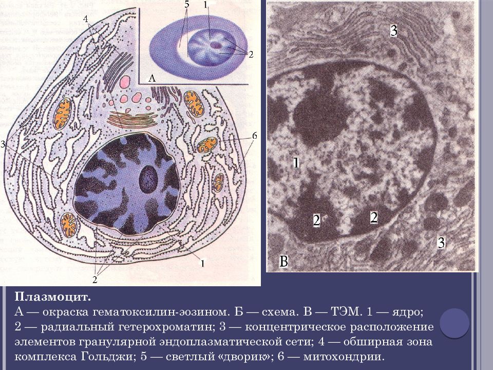 Плазмоциты функции