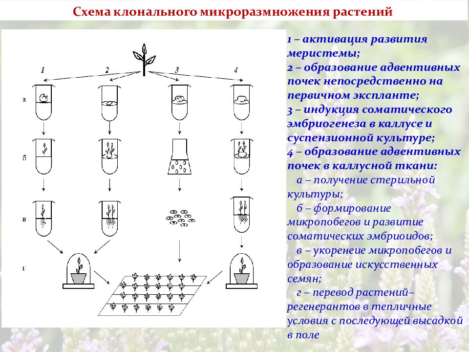 Микроклональное размножение растений презентация