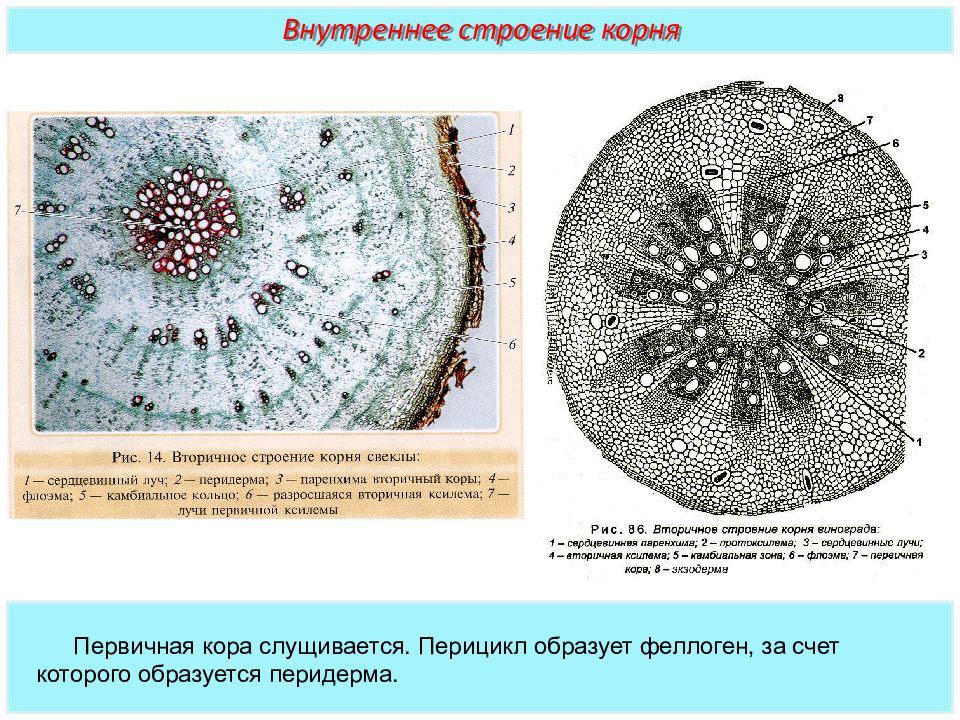 Вторичное строение. Вторичное строение корня винограда. Строение корня перицикл. Перицикл и феллоген. Поперечный срез корня двудольного растения тыквы.