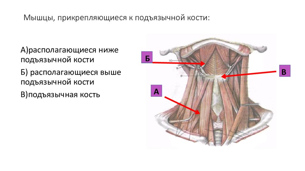 Мышцы расположенные ниже подъязычной кости. Мышцы шеи прикрепляющиеся к подъязычной кости. Мышцы шеи лежащие ниже подъязычной кости. Мышцы ниже подъязычной кости. Мышцы шеи ниже подъязычной кости.