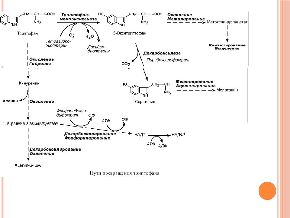 Обмена триптофана кинурениновый путь писать в виде схемы