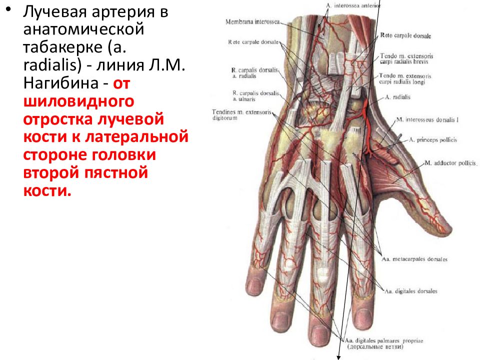 Поверхность запястья. Анатомия сосудов пальцев кисти. Ладонная поверхность кисти топографическая анатомия. Топографическая анатомия кисти артерии. Артерии тыльной поверхности кисти анатомия.