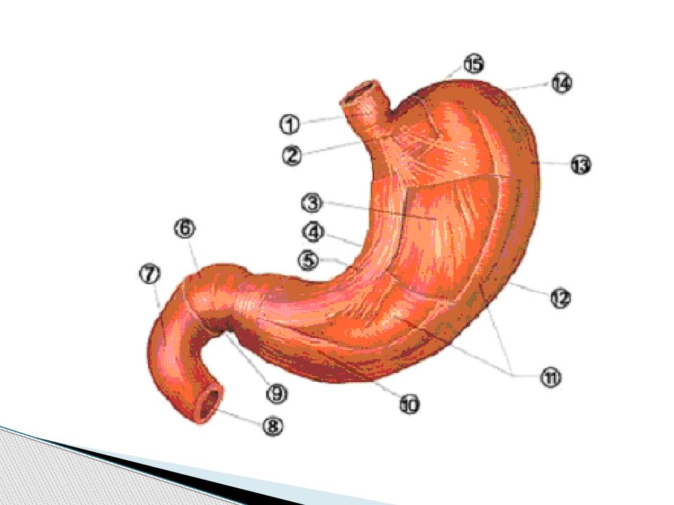 Рисунок желудка человека. Малая кривизна желудка анатомия. Строение желудка. Строение желудка человека. Анатомия человека желудок человека.