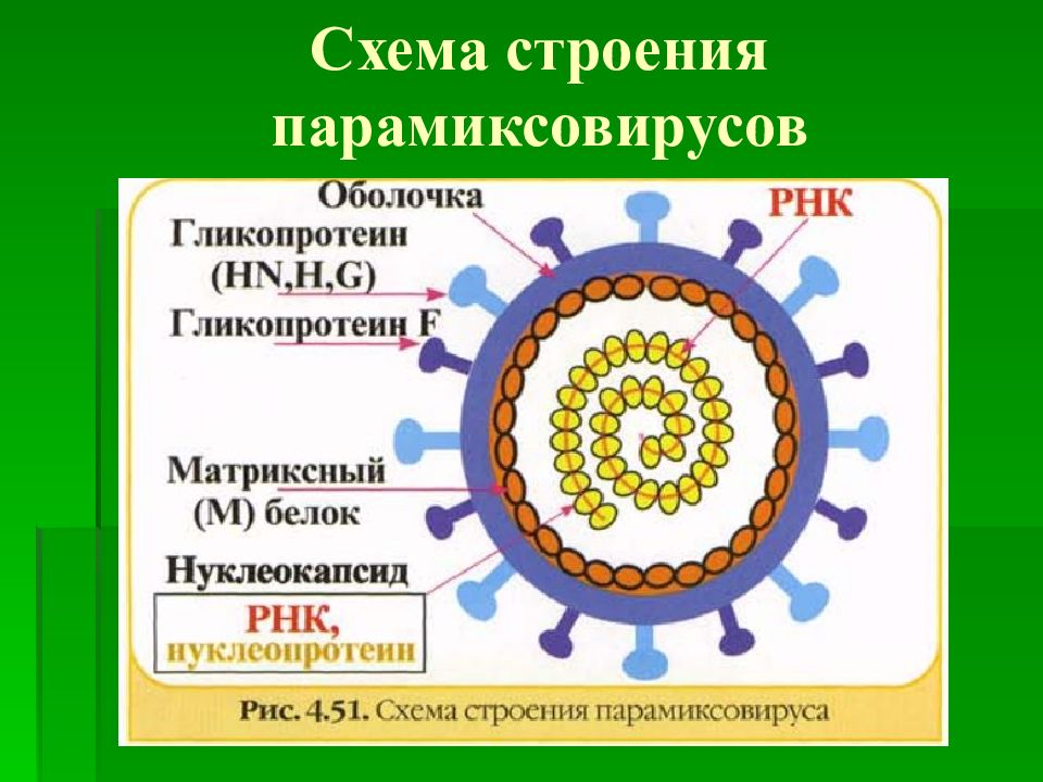 Вирусы парагриппа микробиология презентация