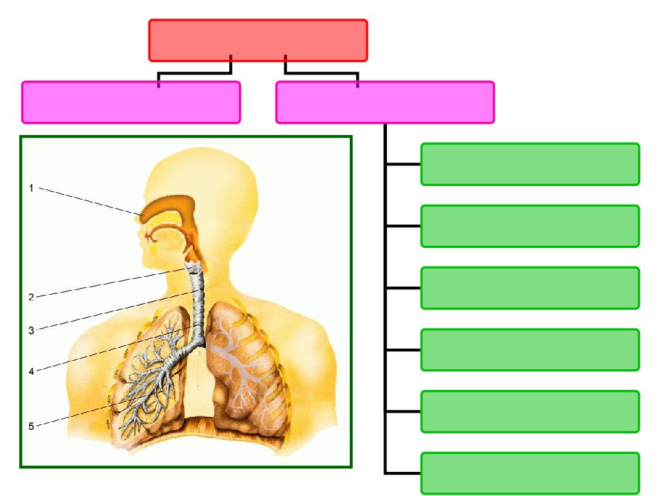 Дыхательная система 3 класс схема