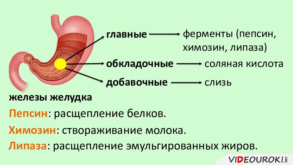 Пищеварение в желудке и двенадцатиперстной кишке действие ферментов 8 класс презентация