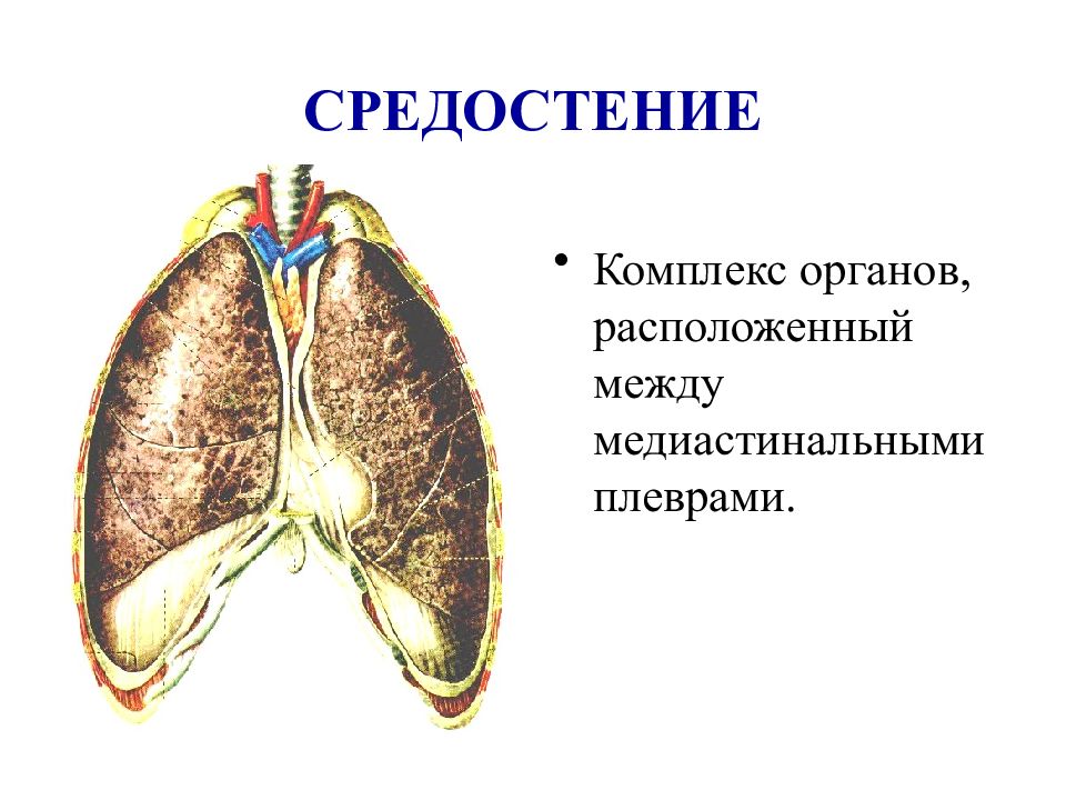 Комплекс орган. Париетальная и медиастинальная плевра. Плевра и средостение. Средостенная плевра. Плевра и средостение анатомия.